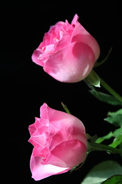 beautiful pink rose on black background