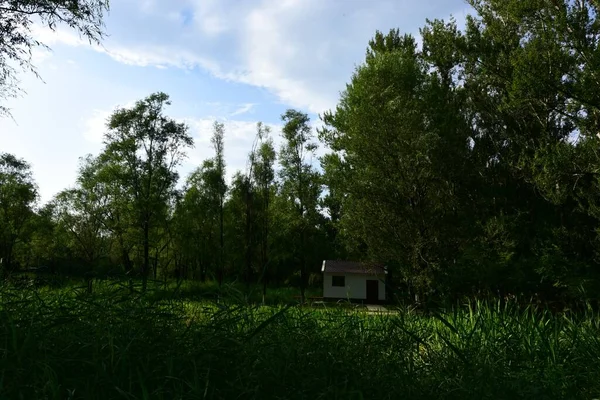 green grass and trees in the forest