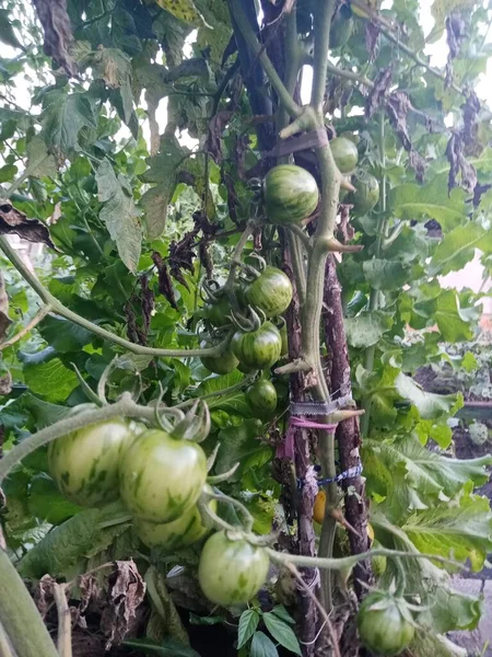 green and red tomatoes on a tree