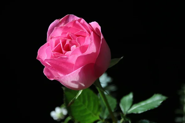 beautiful pink rose on black background