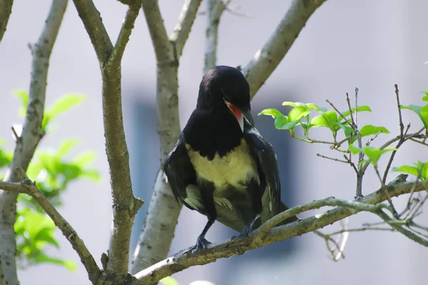 black and white bird in the forest