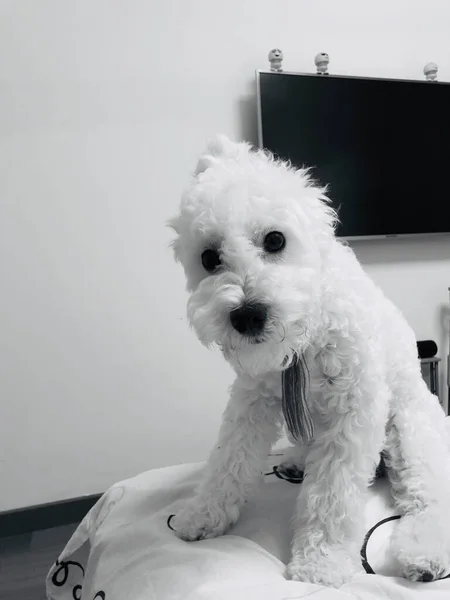 white poodle dog with a bow tie