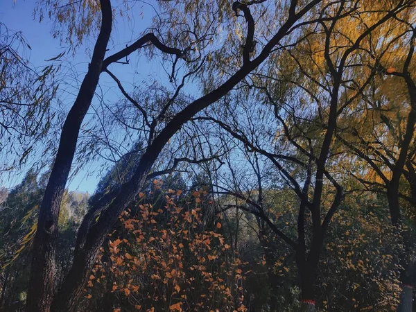 autumn landscape with trees and leaves