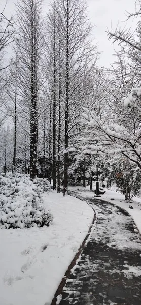 winter landscape with snow covered trees