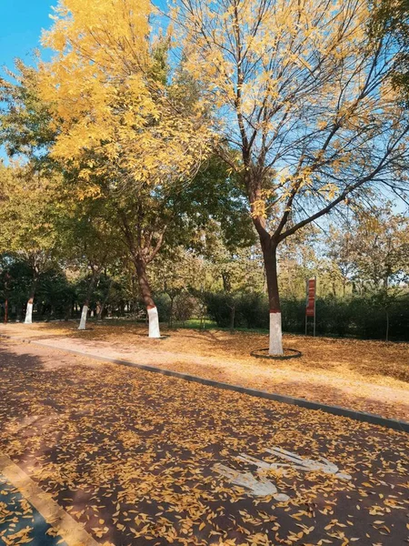 autumn landscape with trees and leaves