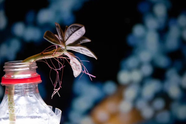 close up of a bottle of plant with a candle on a black background