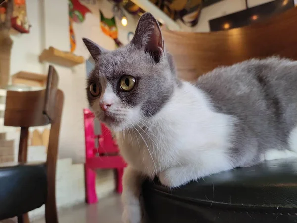 stock image cat sitting on the floor