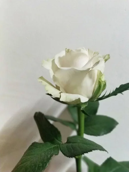 beautiful rose flower on a white background