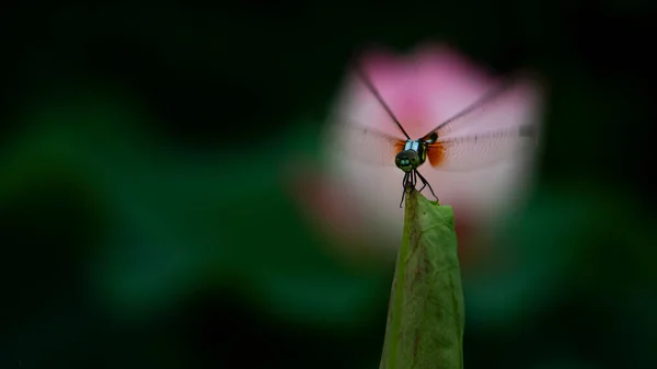 closeup view of beautiful insect