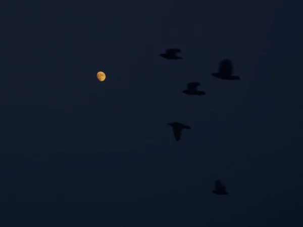 night sky with a flock of birds and a bird