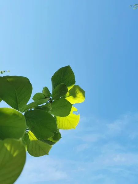 green leaves on a blue sky background