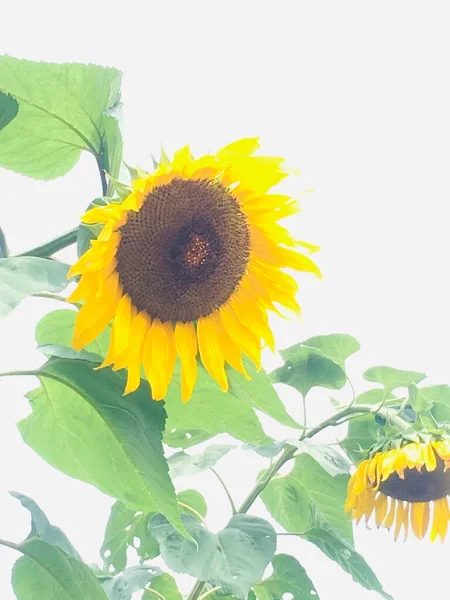 sunflower on a white background