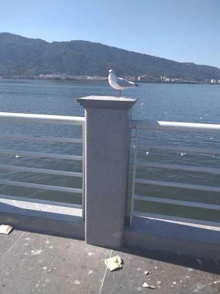 seagull on the pier in the city of barcelona