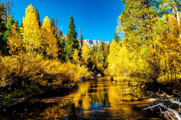 Schöne Herbstlandschaft Mit Bäumen Und Wald — Stockfoto