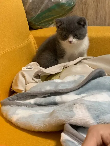 stock image cute cat with a toy on the sofa