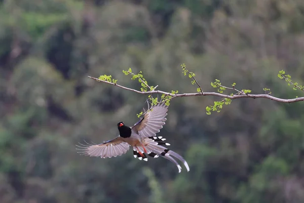 bird in flight in the forest