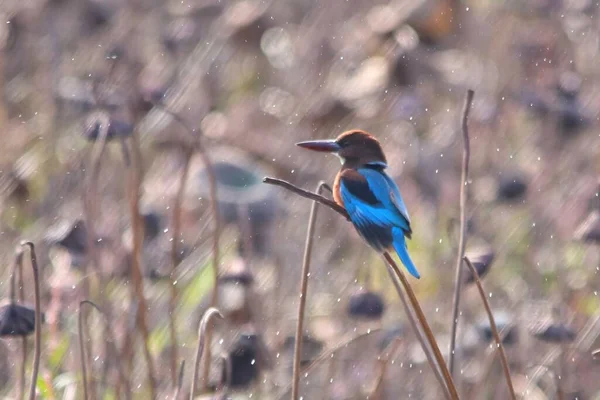 bird in the forest