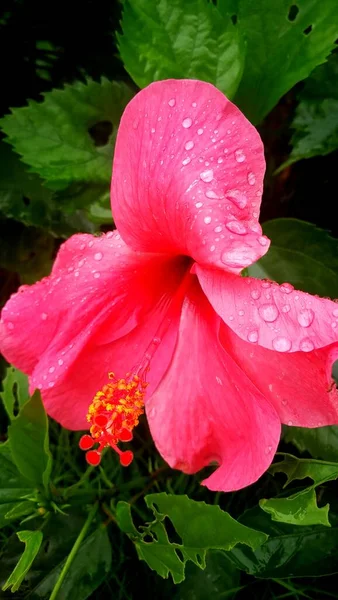 beautiful pink hibiscus flower in the garden