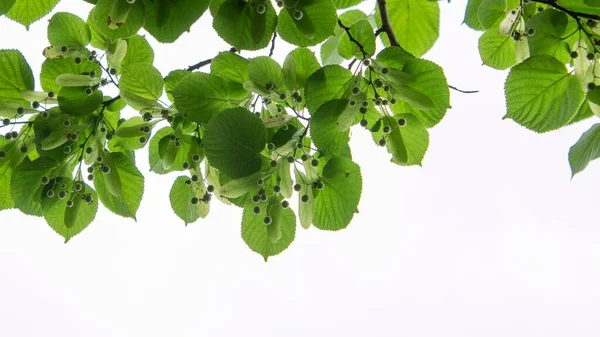 green leaves on a white background