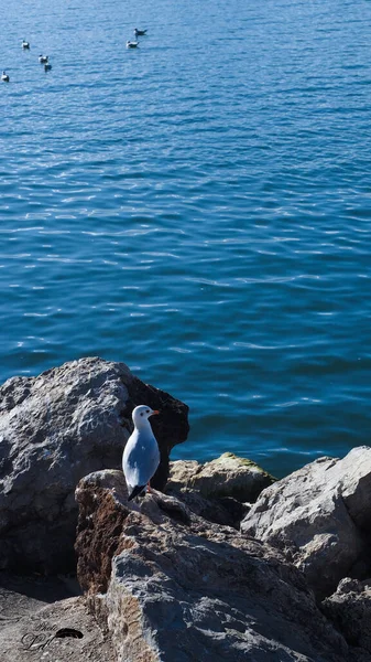 seagull on the sea coast