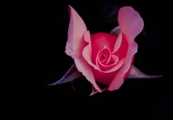 beautiful pink rose on black background