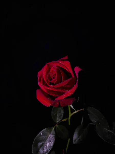beautiful red rose on black background