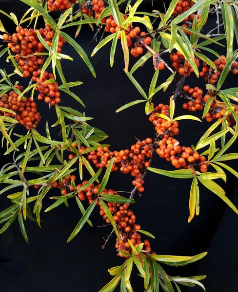 rowan berries on a black background