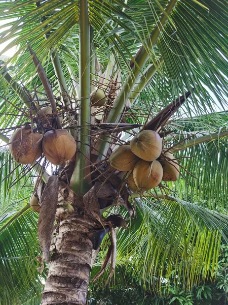 coconut tree with green leaves on the background of the sea