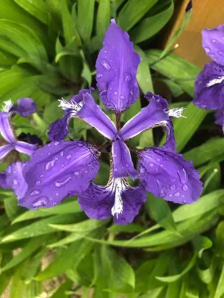 stock image beautiful purple flower in the garden