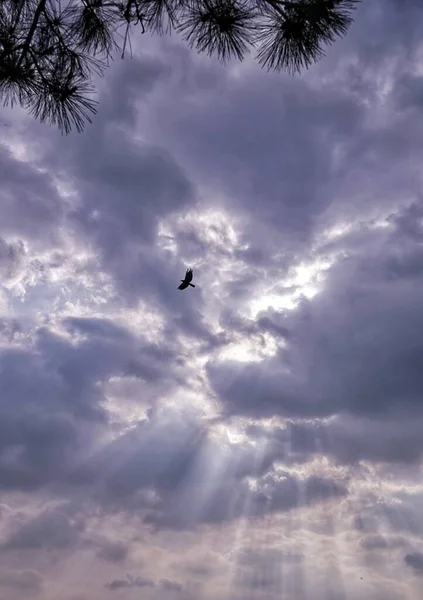 a beautiful view of a bird in the sky