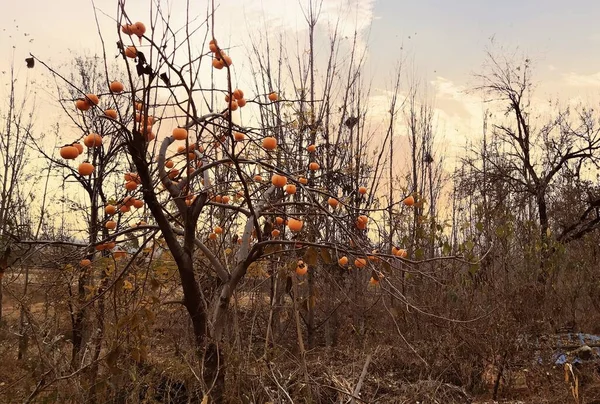 autumn leaves, fall season flora