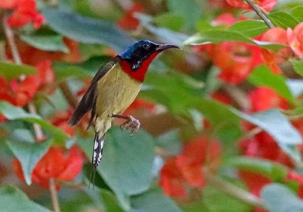 beautiful red-white bird on a branch of a bush