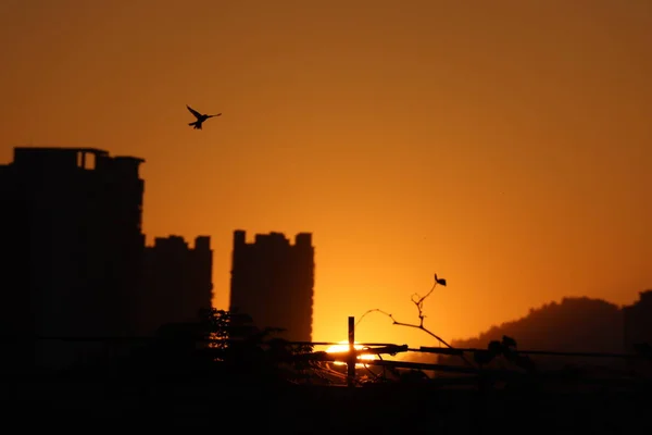 silhouette of a bird on the roof of the city