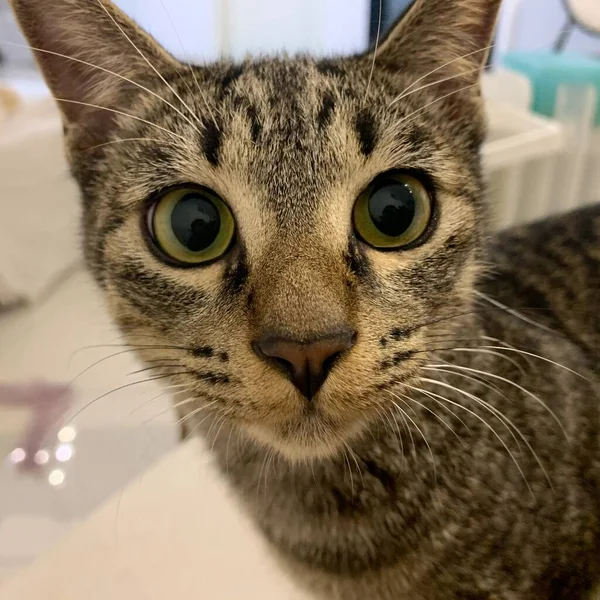 stock image close-up of a cute cat