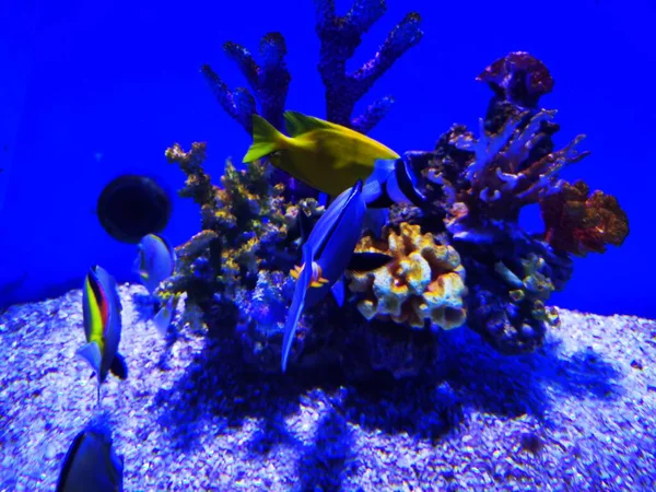 beautiful underwater world of fish in the aquarium