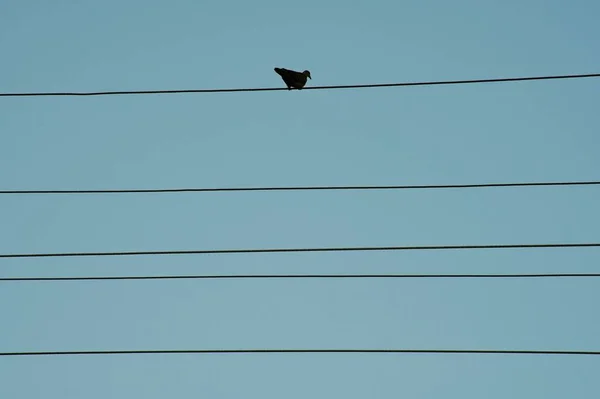 birds on the wires in the sky