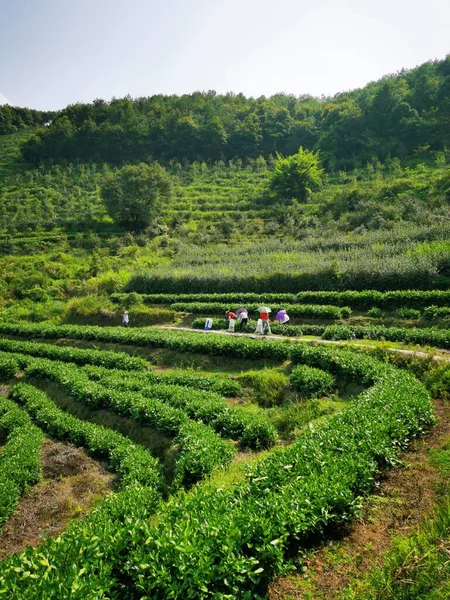 beautiful landscape of the valley of the island of the azores, portugal