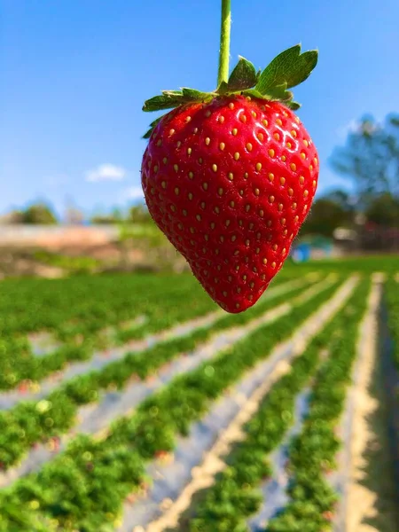 strawberry field, ripe strawberries, green leaves, flora