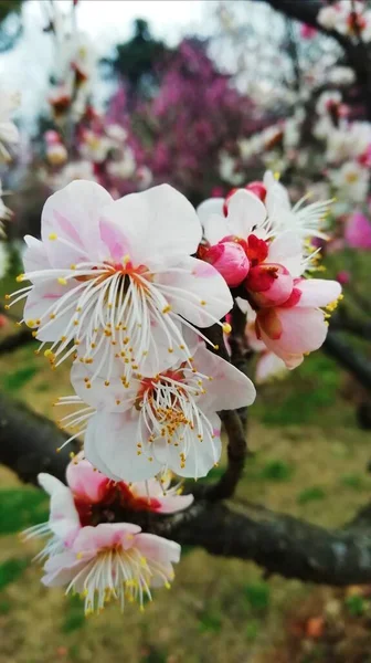 stock image beautiful flowers in the garden