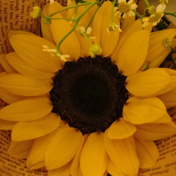 beautiful yellow sunflower on a white background