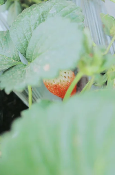 close up of a red and white strawberry