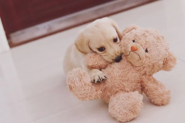 cute little dog with teddy bear