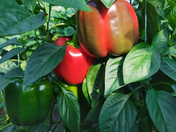 red and green apples on a background of a garden