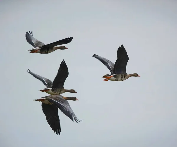 flying birds in the sky