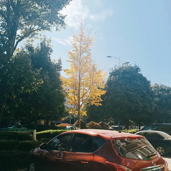 car in the forest