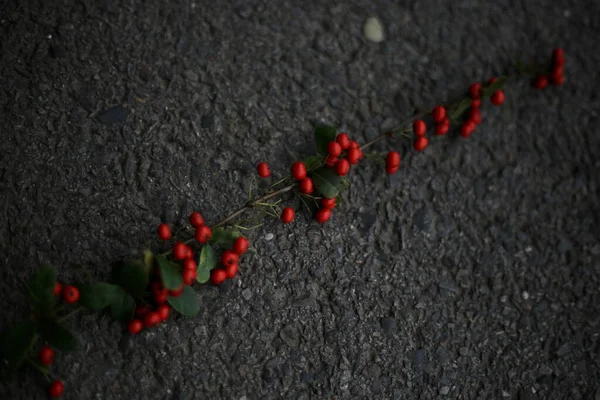 red berries on a black background