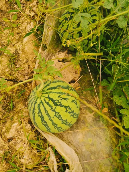 watermelon on the farm