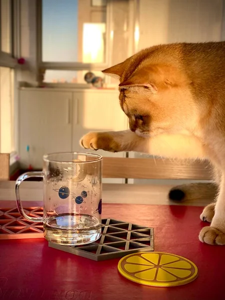 cute cat drinking tea in the kitchen