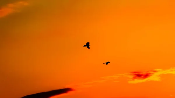 silhouette of a flying bird on the sunset