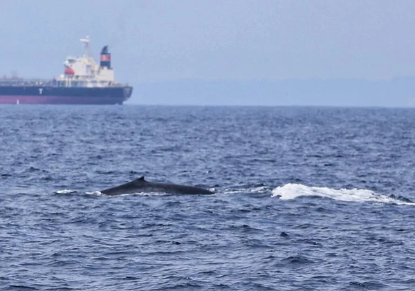 a large whale in the sea